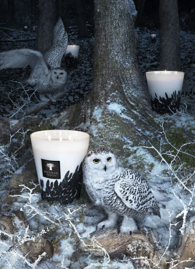 Baobab Owl Peter Lippmann 30 07 15 Vertical Copie